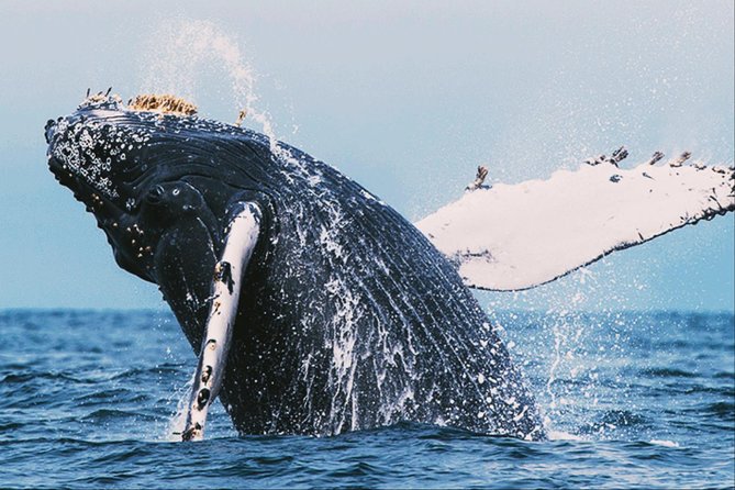 All in one Sri lanka 7nights 8 days for couple price - Price and What You Should Expect to Pay Beyond $720