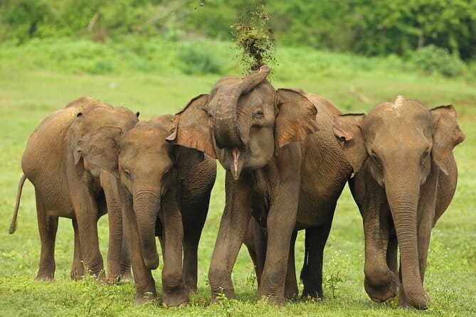 All Inclusive 5-Days Highlights of Sri Lanka - Key points that make this tour worth a look