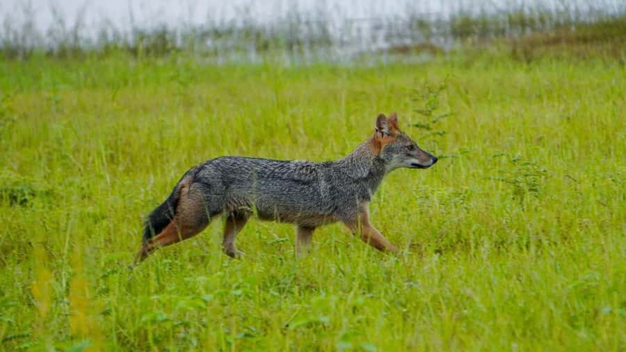 All-Inclusive Habarana HuruluEco Park Private Halfday Safari - Beyond Elephants: Other Wildlife and the “Whole Reserve” Feeling