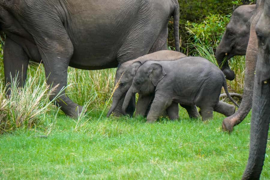 All-Inclusive Habarana HuruluEco Park Private Halfday Safari - Timing and Planning: Morning vs Evening, and What to Eat