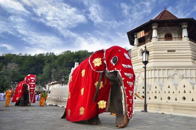 All Inclusive Kandy Private Day Tour From Colombo and Negombo - Stop 4: Udawattekele Forest Reserve (Udawattakele Sanctuary)