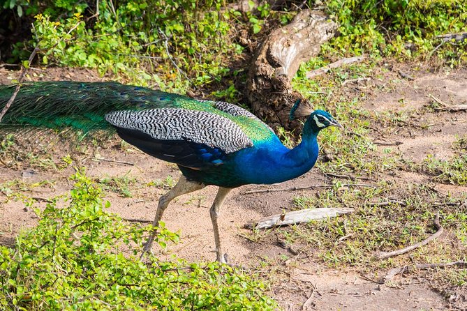 All Inclusive Leopard Nest Treehouse Safari in Yala - Morning Plans at Nimalawa: Lake Walk, Bird Watching, and Breakfast by the Water