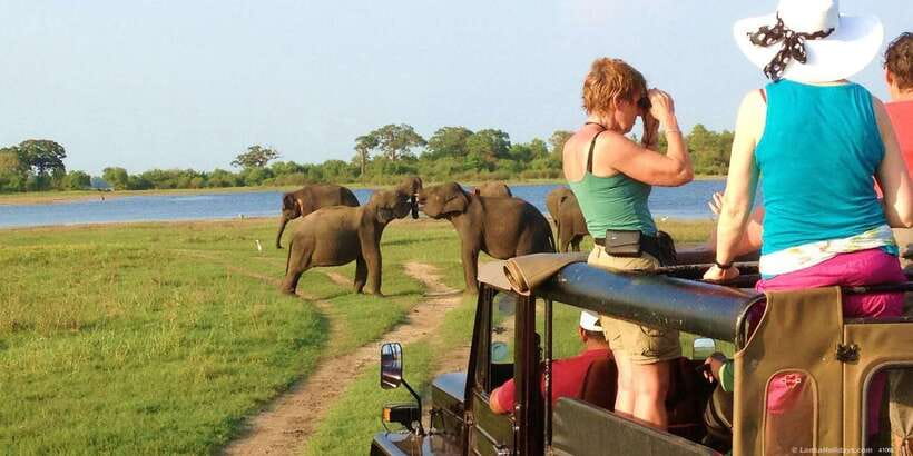 All-Inclusive Minneriya National Park Afternoon Safari - Key things I think you’ll care about
