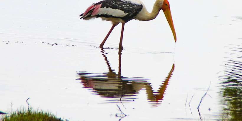 All-Inclusive Minneriya National Park Afternoon Safari - Should you book this afternoon Minneriya safari?