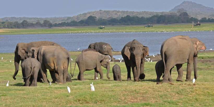 All-Inclusive Minneriya National Park Afternoon Safari - How the afternoon pickup shapes the whole experience