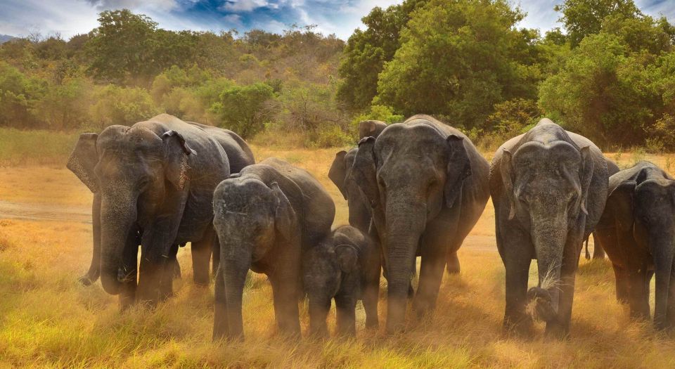 All-Inclusive Minneriya National Park Afternoon Safari - Jeep safari reality: comfort, small groups, and driver habits