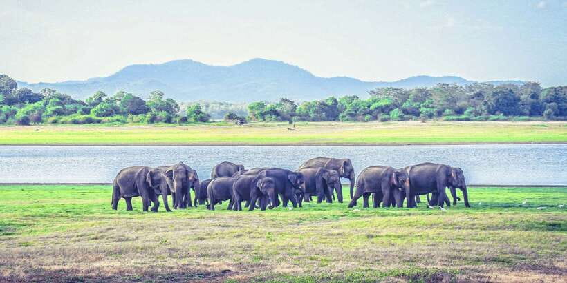 All-Inclusive Minneriya National Park Afternoon Safari - Price and value: what $95 buys you in the North Central Province