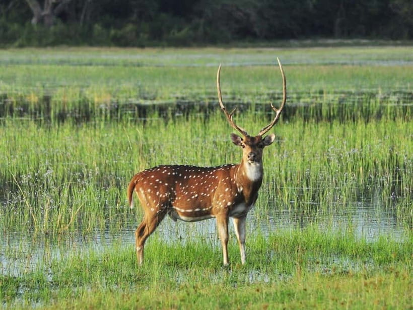 All-Inclusive Minneriya National Park Afternoon Safari - Practical tips so your afternoon goes smoothly