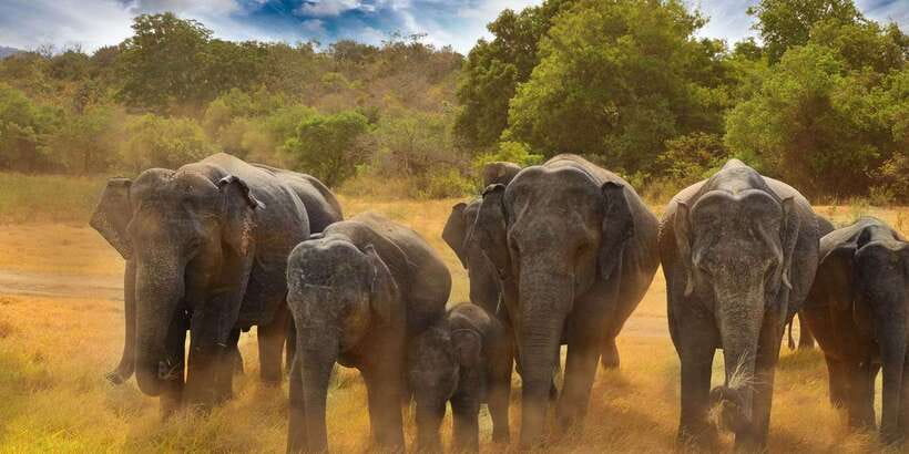 All-Inclusive Minneriya National Park Afternoon Safari - Who this safari is best for (and who should skip it)