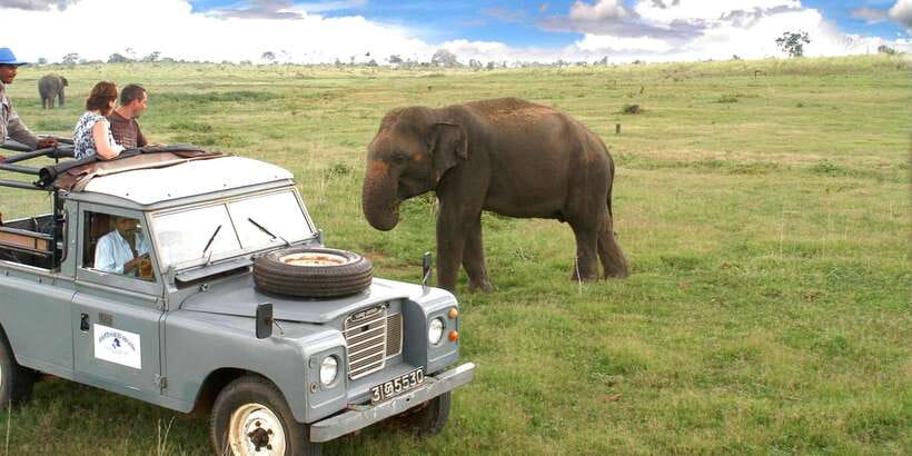 All-Inclusive Minneriya National Park Afternoon Safari - Minneriya National Park: elephants first, then the endemic monkeys