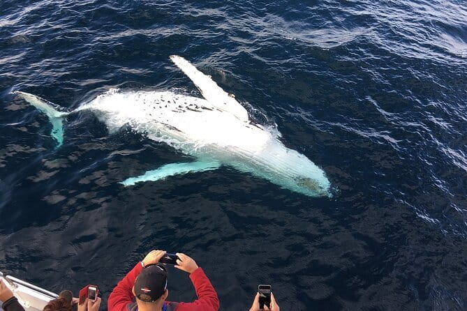 All Inclusive Mirissa Whale and Dolphin Watching Boat Ride - Dawn Whale Watching From Kotapola: The Early Start That Actually Helps