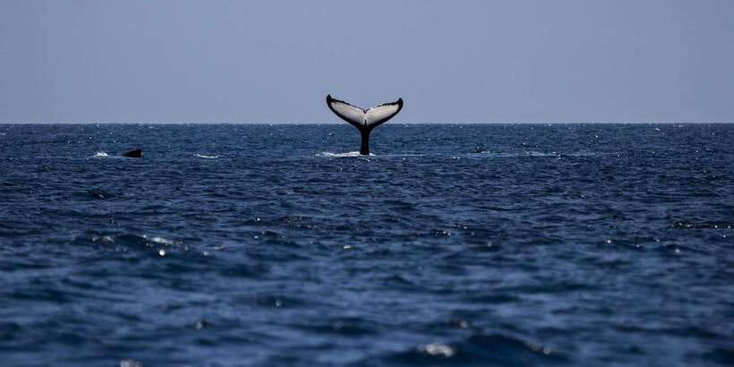 All Inclusive Mirissa Whale and Dolphin Watching Boat Ride - On-Board Snacks, Drinks, and the Simple Comfort Stuff