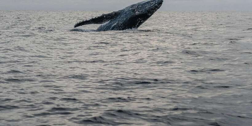 All Inclusive Mirissa Whale & Dolphin Watching + Snorkeling - Lunch in Mirissa: Local Food to Reset Your Energy