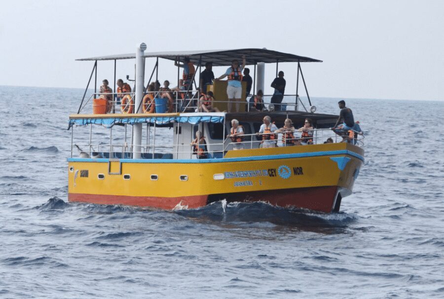All Inclusive Mirissa Whale & Dolphin Watching + Snorkeling - Snorkeling with Sea Turtles: Gear Included, Crowds Possible