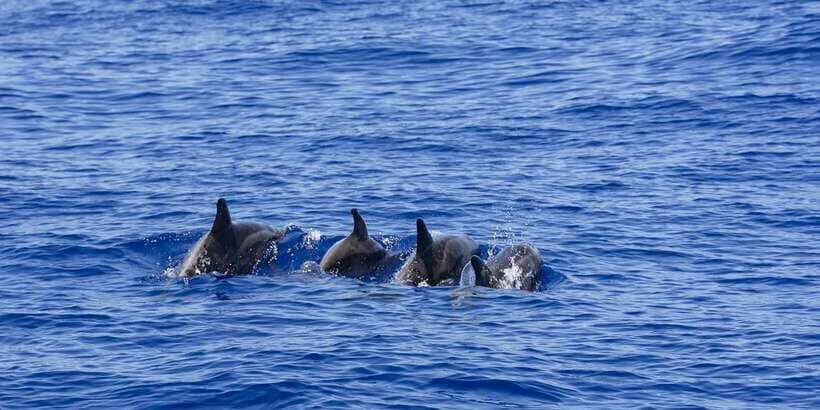 All Inclusive Mirissa Whale & Dolphin Watching + Snorkeling - Beer on the Beach: The Little Finish That Makes It Worth It