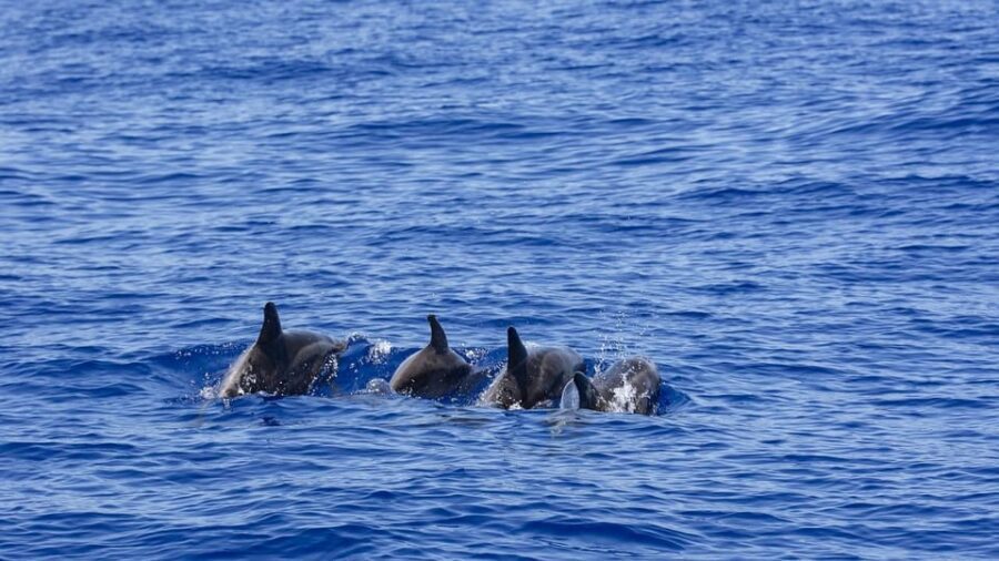 All Inclusive Mirissa Whale & Dolphin Watching + Snorkeling - Price and Value at $145: What You’re Actually Paying For