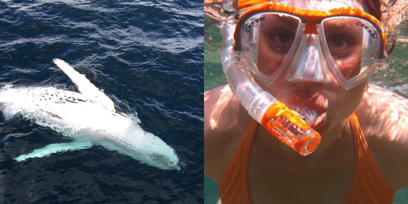 All Inclusive Mirissa Whale & Dolphin Watching + Snorkeling - Getting There from Mirissa: Tuk-Tuk Transfer and What to Expect