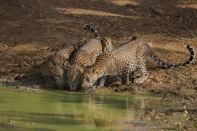 All Inclusive Private Full Day Safari in Yala National Park with Lunch - Lunch Break: Boxed Rice-and-Curry, Sandwiches, Fruit, and Beer