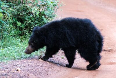 All Inclusive Private Full Day Safari in Yala National Park with Lunch - Morning in Yala: First Jeep Safari and Early Wildlife Odds
