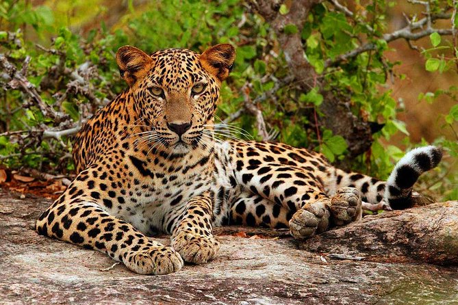 All inclusive Private jeep safari at Yala National park - Your driver’s job: spotting animals without pretending it’s a zoo