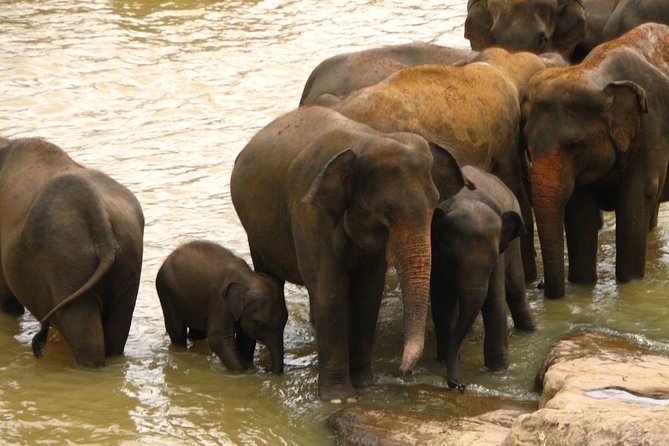 All inclusive Private safari at Wilpattu National park from Negombo - Private Jeep Safari: what you gain (and what to expect)