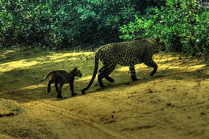 All inclusive Private safari at Wilpattu National park from Negombo - Small comfort details that matter on long safari days