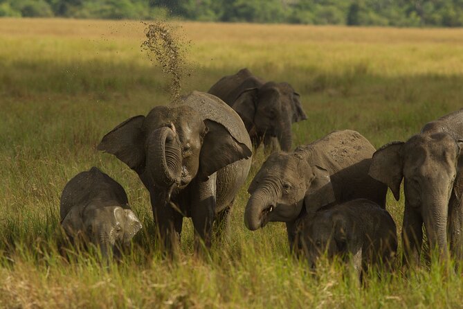 All Inclusive Private Safari in Minneriya National Park - From Pickup to Park: Why This Afternoon Slot Works