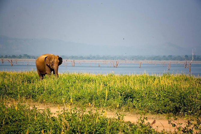 All Inclusive Private Safari in Minneriya National Park - What Else You’ll See Besides Elephants
