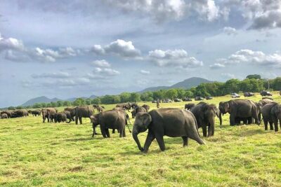 All Inclusive Private Safari in Minneriya National Park - Private 4WD With a Driver/Tracker: Getting Better Than Random Driving