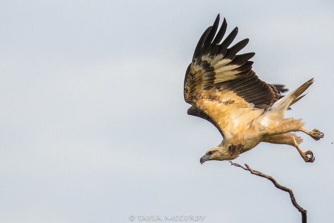 All Inclusive Private Safari in Minneriya National Park - Snacks, Drinks, and How to Plan Your Comfort