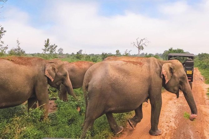 All Inclusive Udawalawa National Park Day Tour from Colombo - What’s Included (and Why It Matters): Your All-Inclusive Checklist