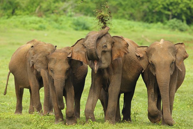 All Inclusive Udawalawa National Park Day Tour from Colombo - Price and Value: Is $255 Reasonable for This Day Tour?