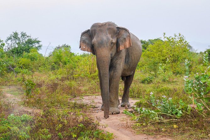 All Inclusive Udawalawa National Park Day Tour from Colombo - The Best Match: Who This Udawalawe Day Tour Suits