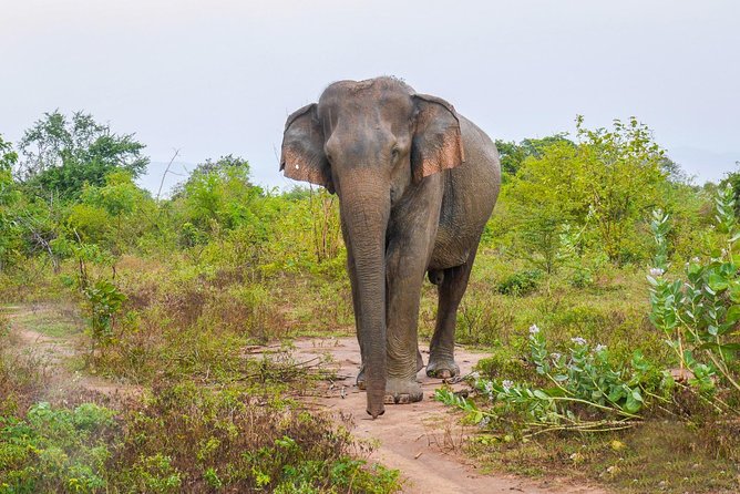 All Inclusive Udawalawa National Park Day Tour From Negombo - Key Points at a Glance