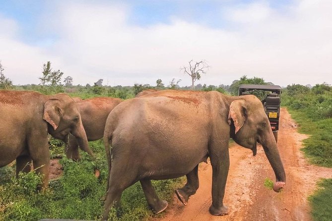 All Inclusive Udawalawa National Park Day Tour From Negombo - Why Udawalawe From Negombo Is a Wildlife Day Worth Doing