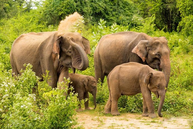 All Inclusive Udawalawa National Park Day Tour From Negombo - The 6:00 am Start: What It Means for Your Energy and Photos