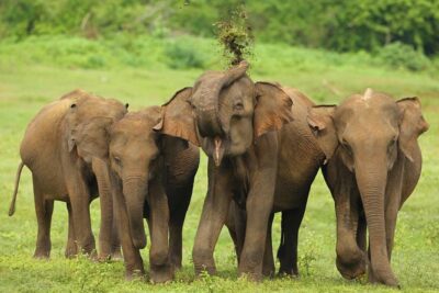 All Inclusive Udawalawa National Park Day Tour From Negombo - Private Pickup and the “Your Chauffeur All Day” Advantage