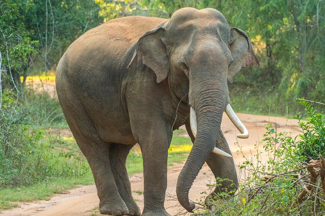 All Inclusive Udawalawa National Park Day Tour From Negombo - The Udawalawe Jeep Safari: Elephants and Birds Are the Headline