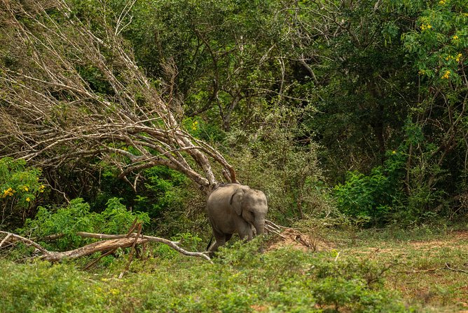 All Inclusive Udawalawa National Park Day Tour From Negombo - Lunch Included: Sri Lankan Rice and Curry Without the Meal Hunt