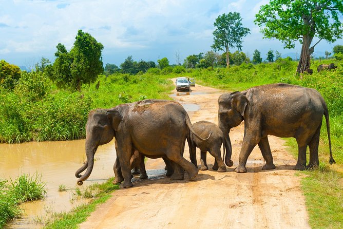 All Inclusive Udawalawa National Park Day Tour From Negombo - Price and Value: What $275 Covers and Why That’s Not Just a Number