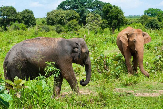All Inclusive Udawalawa National Park Day Tour From Negombo - Who This Tour Fits Best (And Who Might Feel Rushed)