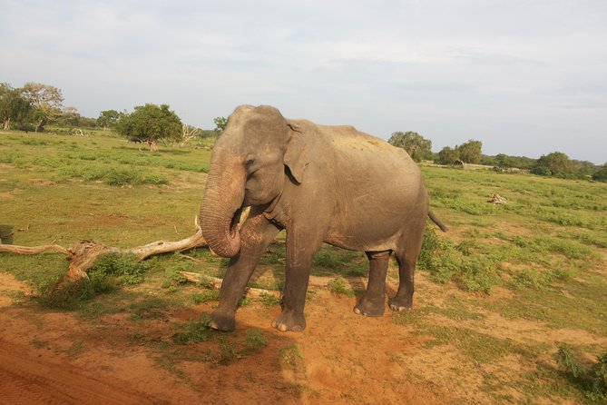 All Inclusive Udawalawe National Park Safari Day Tour from Colombo and Negombo - Getting There From Colombo and Negombo Without Wasting the Best Hours