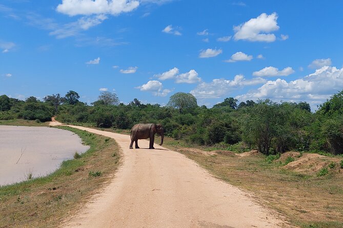 All Inclusive Udawalawe National Park Safari Day Tour from Colombo and Negombo - The Guide Factor: How Names Like Dylan and Mindika Change the Day