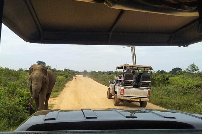 All Inclusive Udawalawe National Park Safari Day Tour from Colombo and Negombo - Price and Value: What $335 Buys You (And What It Doesn’t)