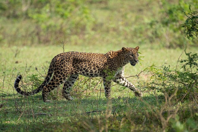 All Inclusive Yala National Park Jeep Safari from Colombo - Key things that make this Yala safari worth your money