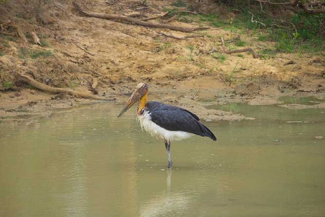 All Inclusive Yala National Park Jeep Safari from Colombo - Leopards, elephants, and what Yala is really about