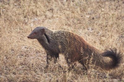 All Inclusive Yala National Park Jeep Safari from Colombo - Colombo-to-Yala logistics: the early 6:30 am start