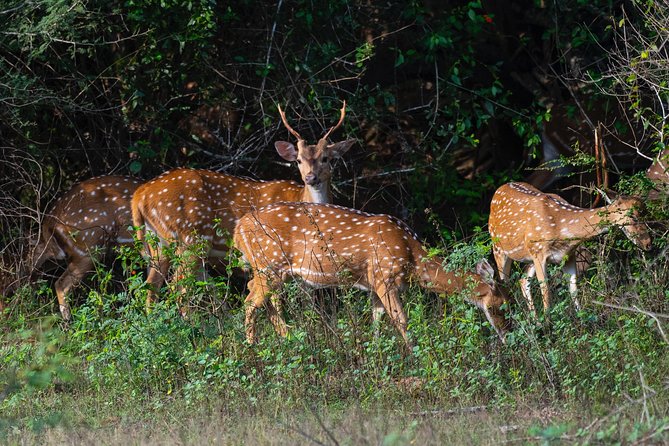 All Inclusive Yala National Park Jeep Safari from Colombo - What animals you might realistically plan around