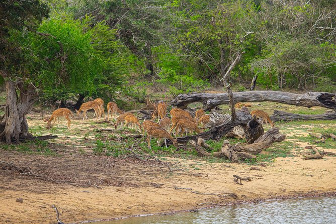 All Inclusive Yala National Park Jeep Safari from Colombo - Lunch and small comforts that make the 13 hours tolerable