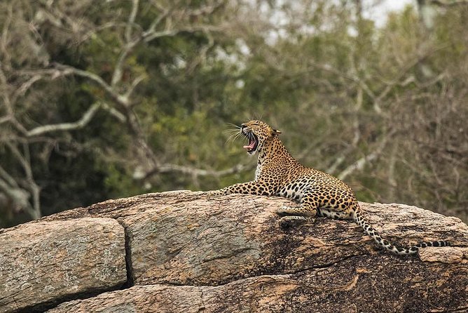 All Inclusive Yala National Park Jeep Safari from Colombo - Timing and weather: the real deal with leopard country